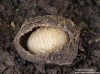 zlatohlávek hladký (Brouci), Potosia cuprea, Scarabaeoidea (Coleoptera)